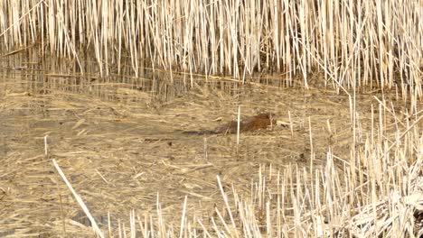 North-American-Beaver-swimming-in-lake-surrounded-by-dry-reeds-in-Canadian-wilderness