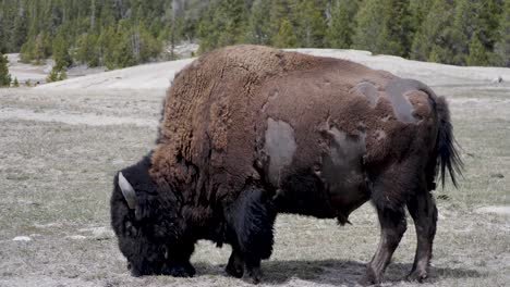 Bison-Grazing-by-Old-Faithful