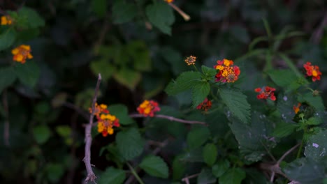 Lantana-Camara-Blume-Selektiver-Fokus-In-Der-Dämmerung-Erschossen