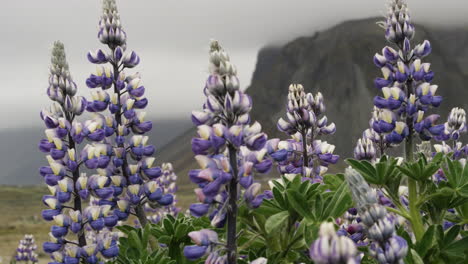 Nootka-Lupine---Lupinus-Nootkatensis-close-up-locked-off-shot-of-this-beautiful-purple-and-white-flower-growing-in-the-harsh-Icelandic-landscape