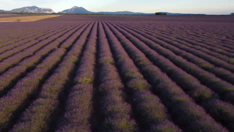 Lavender-field-in-Valensole-aerial-view,-agriculture-cultivation-in-Provence,-France
