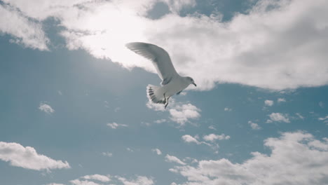 Seagull-Flying-High-Against-Beautiful-Blue-Sky-And-White-Clouds-On-A-Sunny-Day
