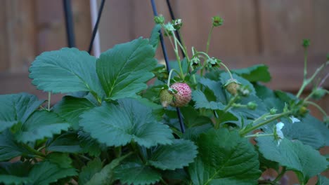 Immature-green-unripe-organic-strawberries-on-a-strawberry-plant-in-backyard-with-fence-in-background-and-strawberry-leaves