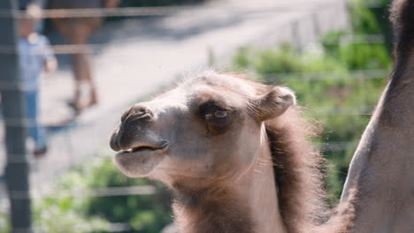 Side-closeup-of-Bactrian-camel-walking-with-zoo-visitors-in-background