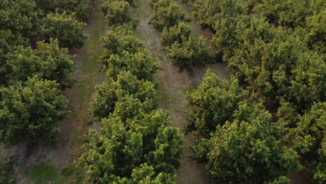 Hazelnut-trees-agriculture-organic-cultivation-field-aerial-view