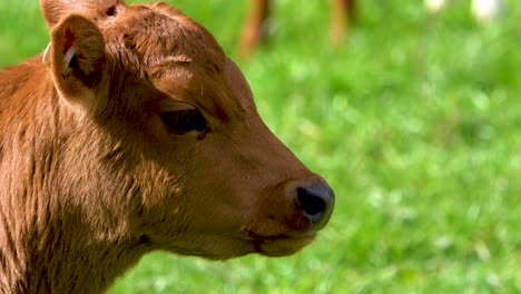 Zoom-in-shot-of-cute-young-brown-cow-grazing-on-meadow-during-sunny-day,close-up