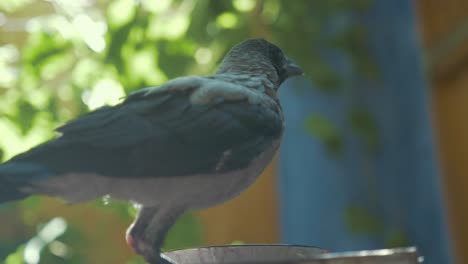 Juvenile-grey-crow-in-garden-calling-for-parents
