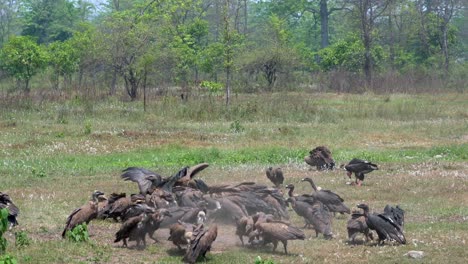Large-Himalayan-vultures-flying-around-and-fighting-over-the-carcass-over-a-dead-cow-in-an-open-field-in-the-daytime