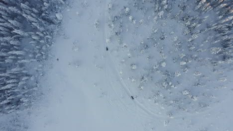 Drone-top-view-shot-follows-a-snowmobile-in-deep-snow-in-a-dense-forest-during-a-cold-winter-season-in-Sweden