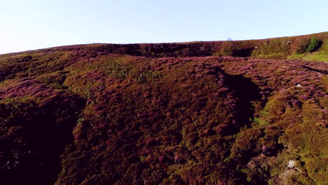 North-York-Moors-Heather-at-Danby-Dale,-Aerial-Drone-Footage-of-heather-in-full-bloom-in-Summer---Clip-4b