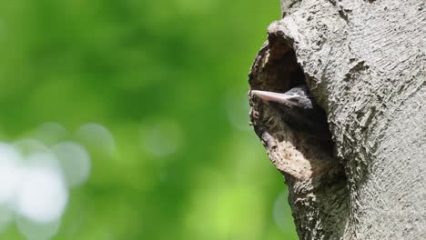 Young-Black-Woodpecker-Poking-Head-Out-Of-Nest-Hole-In-Tree