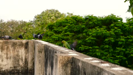 Parrots,-Pigeons-And-Squirrel-Eating-Rice-In-The-Morning