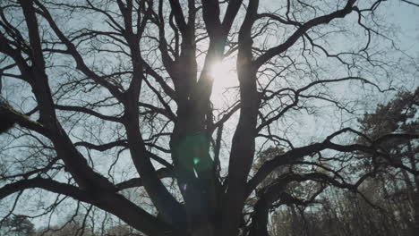 Sonneneruption-Mit-Bokeh,-Das-Im-Frühling-Durch-Zweige-Blattloser-Bäume-Im-Park-Scheint