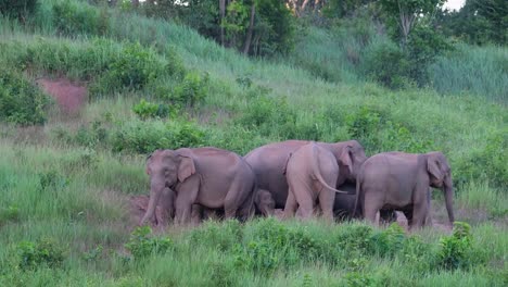 Indischer-Elefant,-Elephas-Maximus-Indicus,-Khao-Yai-Nationalpark,-Thailand