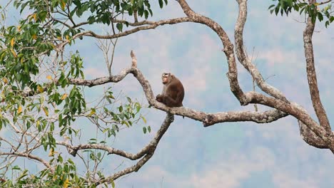 Northern-Pig-tailed-Macaque,-Macaca-leonina,-Thailand