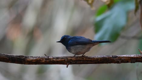 Side-view-of-a-Hainan-Blue-Flycatcher,-Cyornis-hainanus,-seen-from-its-backside-while-looking-to-the-left-and-then-wipes-its-beak-on-the-perch