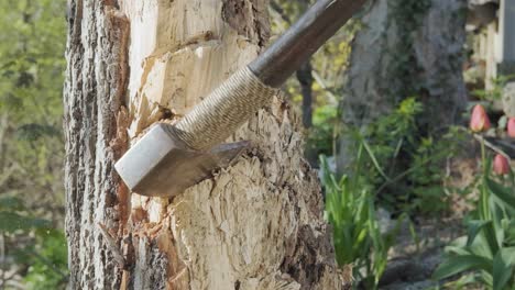 Closeup-of-an-axe-sticking-into-a-tree