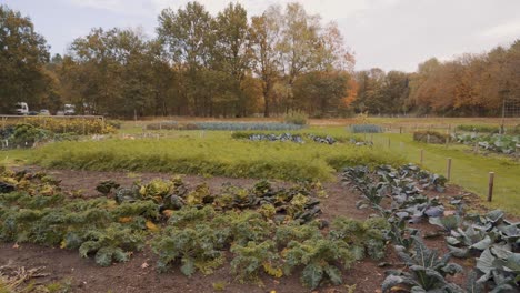 A-large-vegetable-garden-in-Banská-Bystrica,-Slovakia,-wide-shot-pan-left