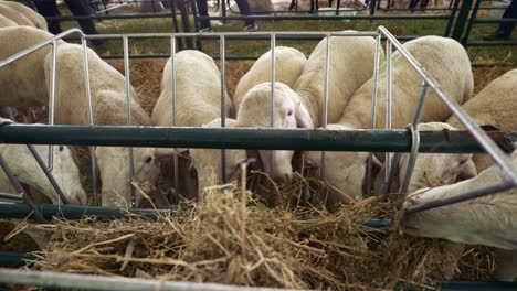 Many-sheared-white-faced-hungry-sheep-feeding-from-bay-feeder