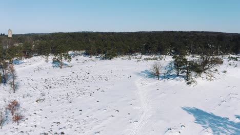 Low-Aerial-View-of-Green-Pine-Tree-Forest-with-Snow-Covered-Ground,-Winter-Scene