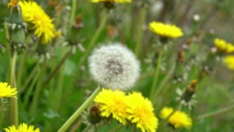 Increasing-wind-blowing-at-one-single-dandelion-with-seeds-in-between-yellow-dandelions---Static-close-up