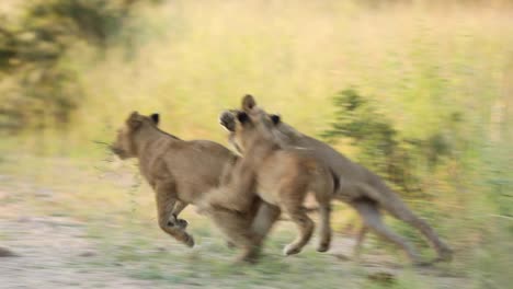 Cute-slow-motion-of-lion-cubs-chasing-in-each-other,-Greater-Kruger