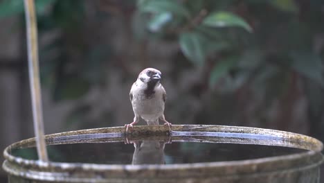 Slow-motion-footage-of-a-little-sparrow-birdie-drinking-and-dipping-in-water-bucket