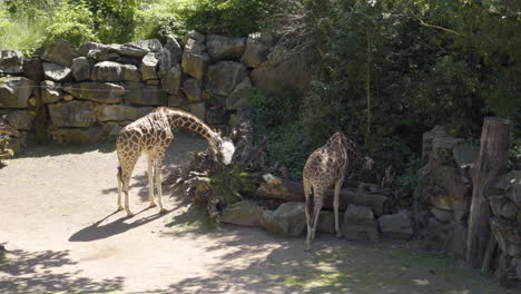 Giraffes-Eating-In-The-Zoo-On-A-Sunny-Day
