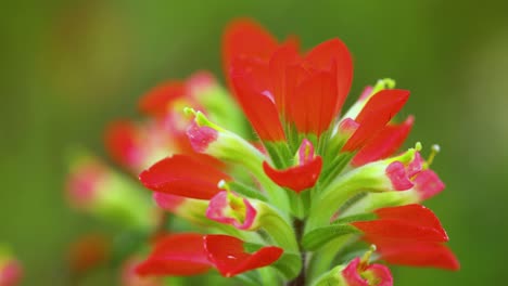 Closeup-static-shot-of-Indian-Paintbrush-flower-or-Prairie-Fire