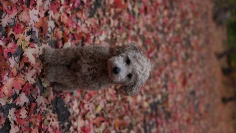Adorable-Maltipoo-Puppy-Dog-Sitting-on-Autumn-Color-Leaves---Vertical