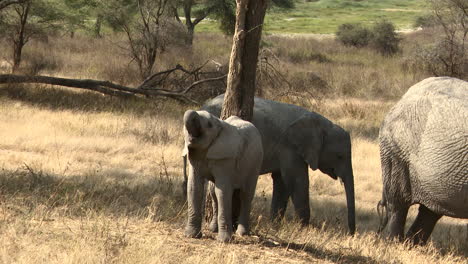 African-elephant--calf-playing-with-his-trunk