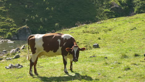 Cow-in-norwegian-nature-licking-it-self-at-summer