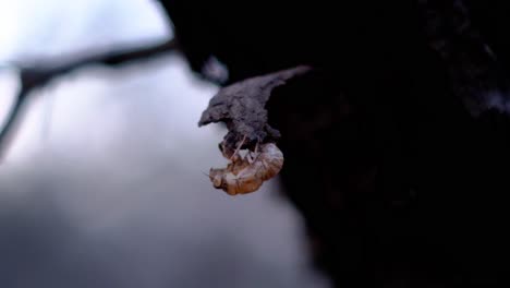 The-Macro-Photo-,-Closeup-Photo-of-Cicada-in-Nature