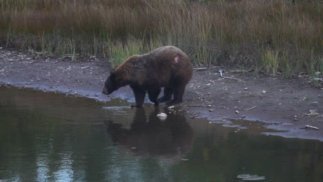 Wounded-Grizzly-Bear-Drinking-Water-in-Mountain-Creek