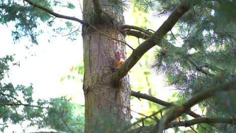 Squirrel-sitting-in-a-pine-tree-and-eating