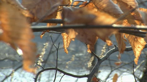 Dried-winter-beech-leaves-and-spider-silk-shine-in-sunlight-with-lake-water-glistening-in-background