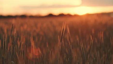 close-camera-panning-over-a-beautiful-view-of-a-wheat-field-on-sunset