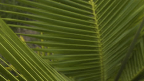 Close-Up-of-young-coconut-palm-tree-leaf