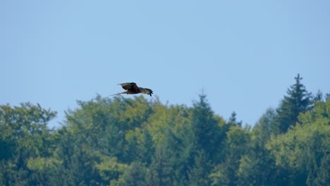 Super-slow-motion-track-shot-of-wild-red-kite-eagle-in-flight-against-forest-and-blue-sky
