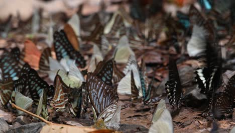 Ein-Schwarm-Bunter-Schmetterlinge-Ernährt-Sich-Von-Mineralien-Auf-Dem-Waldboden,-Während-Andere-Herumfliegen-Und-Die-Morgensonne-Genießen,-Kaeng-Krachan-Nationalpark,-Thailand