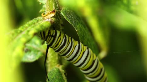 Monarch-Raupe,-Die-Sich-Von-Blättern-Ernährt
