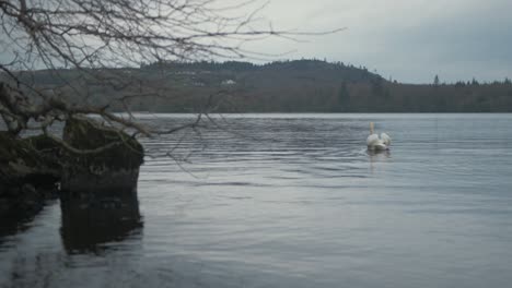 Lone-swan-on-lake-near-island-shoreline