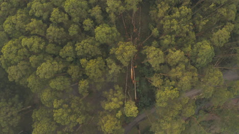 Slow-aerial-pan-of-fallen-tree-timber-due-to-damaging-wind-storm-in-Olinda,-Victoria,-Australia