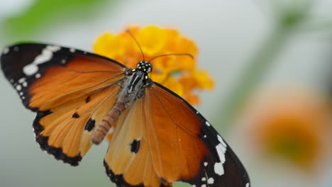 Macro-details-view-of-orange-colored-monarch-butterfly-resting-on-orange-of-petal,close-up