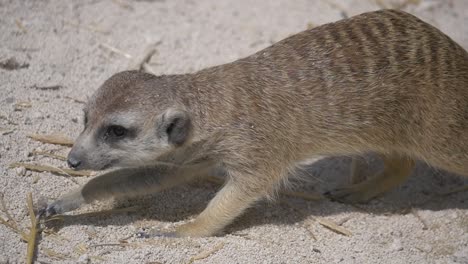 Close-up-of-cute-Meerkat-foraging-for-food-in-sand-during-sunlight---slow-motion