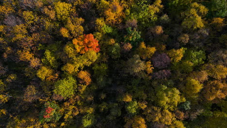 Unverwechselbare-Herbstfarben-Der-Baumwipfel-Des-Alpenwaldes