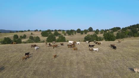 Antenne-Von-Grasgefütterten-Kühen,-Die-Auf-Der-Weide-Auf-Der-Fleischfarm-Grasen