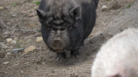 Small-mini-pigs-walking-around-in-a-Swedish-pig-farm