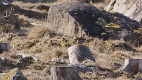A-mistle-thrush-bird-jumping-off-a-tree-stump-in-Sweden,-slow-motion-wide-shot