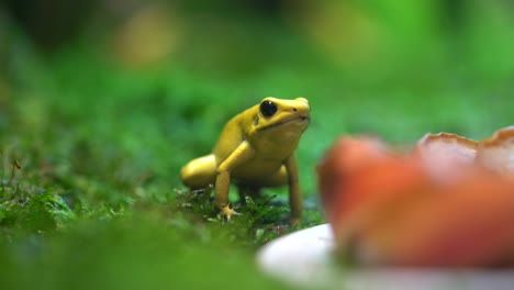 Golden-Poison-Dart-Frog---camera-side-view
